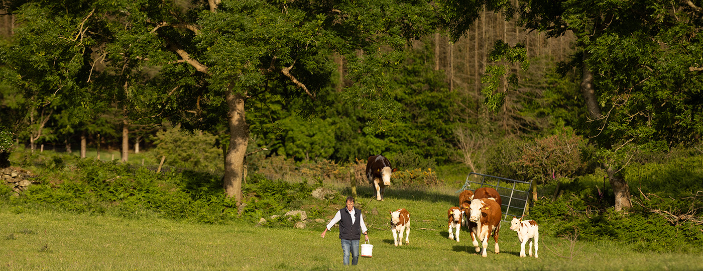 ABP animal welfare, cattle in a field