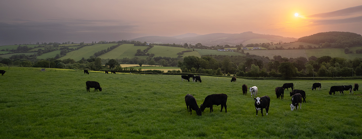 ABP demo farm cattle in a field