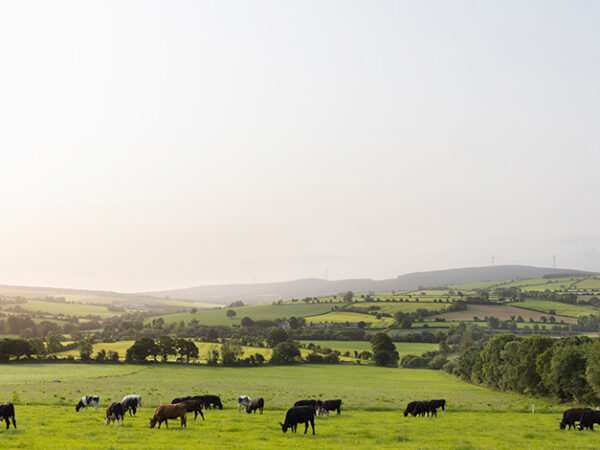 ABP cattle in field