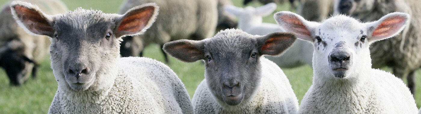 Irish Country Meats Irish lambs