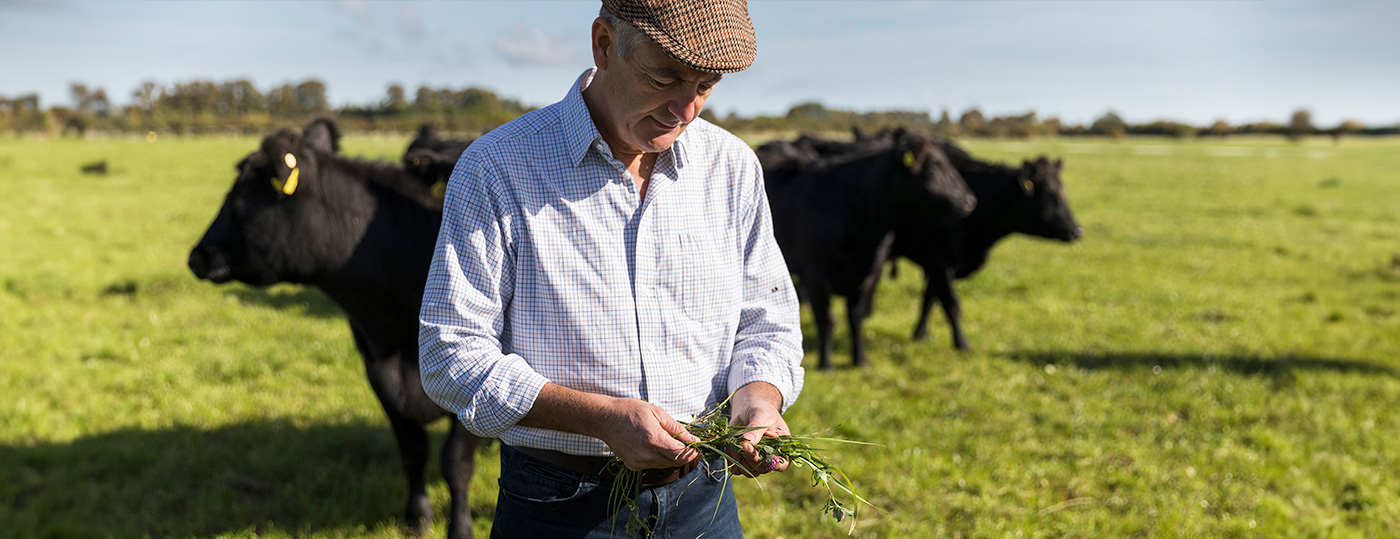 organic farmer ABP in field with cattle