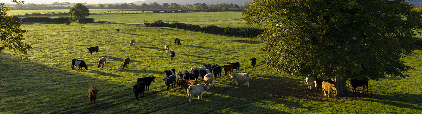 Drone image of cattle in a field next to a large tree