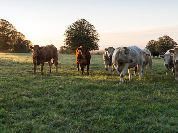 ABP cattle in field