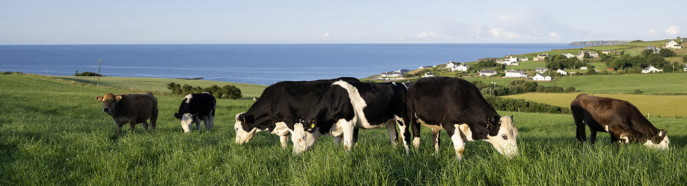 ABP cattle in field