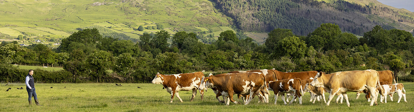 ABP sustainability targets cattle and staff in field