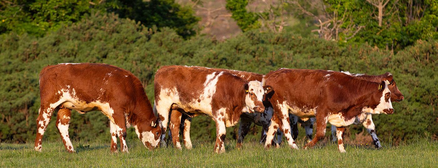 ABP cattle in field