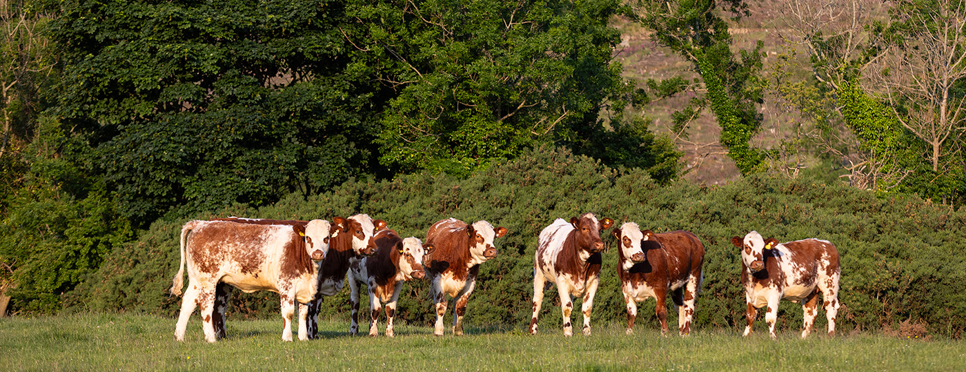 ABP sustainability cattle in a field