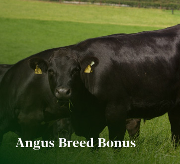Angus Breed Bonus link