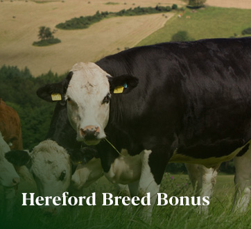 Hereford Breed Bonus Link